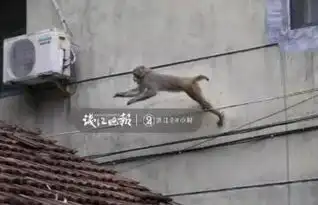 这群猴子多次打劫游客直到有人当面杀了只鸡
