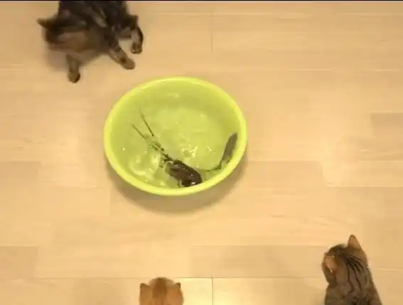 猫pk带刺龙虾,结果被夹哭
