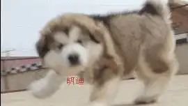 如何把动态图片上的字去掉
