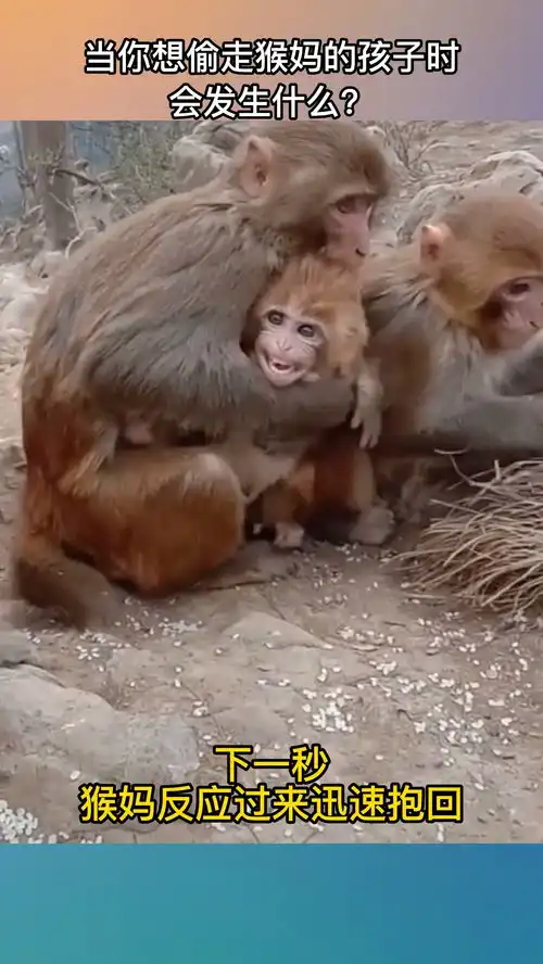 当你想偷走猴妈的孩子会发生什么搞笑动物也戏精
