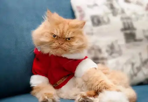 占有欲极强的6种猫,养了它们之后,你别想碰别的猫
