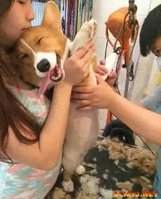 拉面味的奥利奥有尝过囧图表示地球很危险图片10游侠图库
