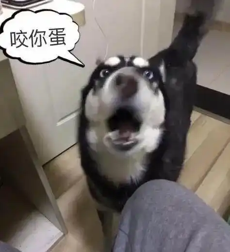 哈士奇拆家主人责骂,这货竟以这种方式反抗,主人杀狗的心都有了