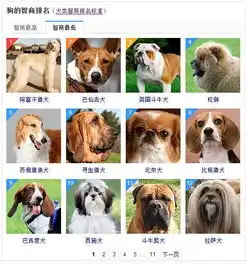 名贵玩具犬比熊的智商大揭秘购买比熊时五点注意事项
