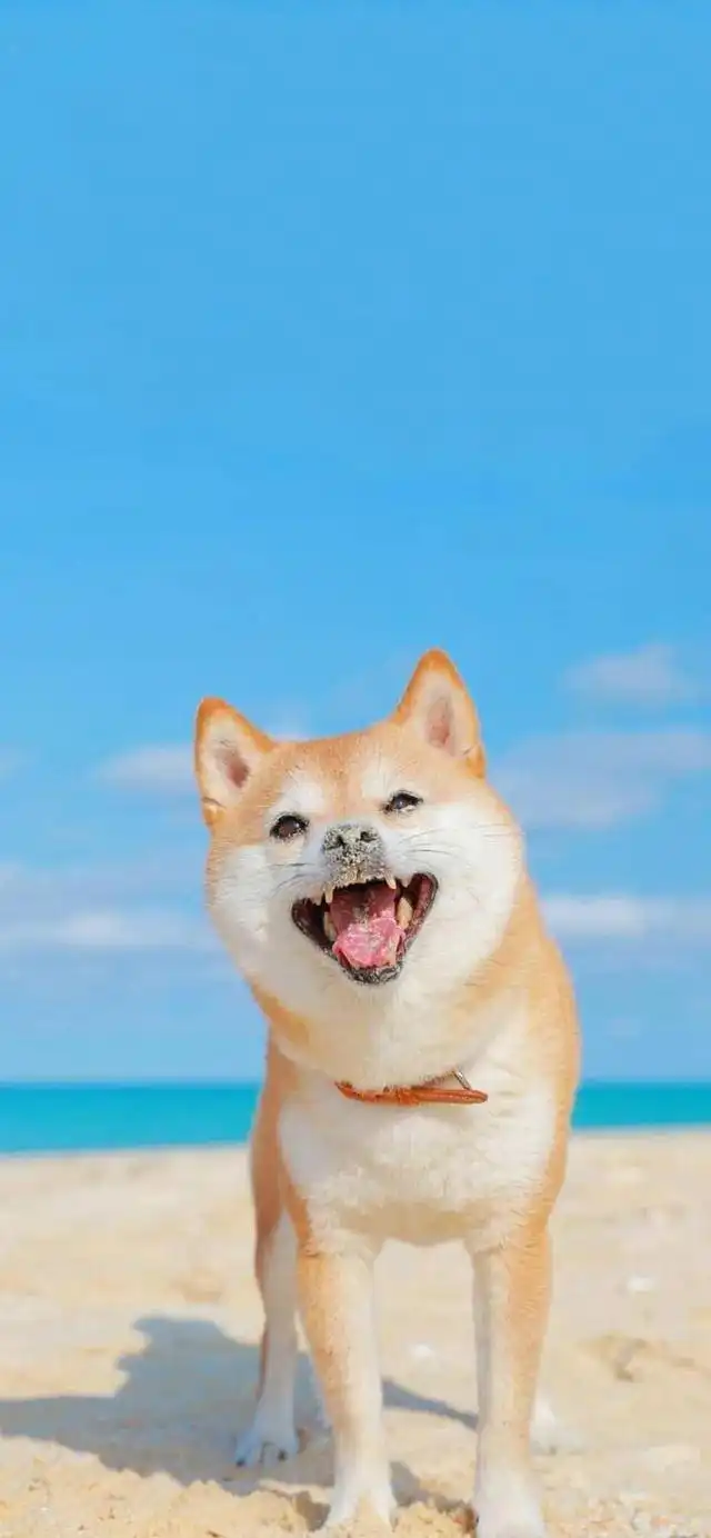 冬日狗狗柴犬壁纸
