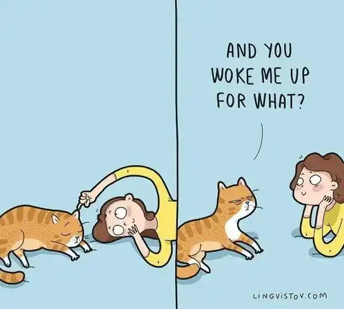 养猫养成段子手猫和人类相爱相杀日常,每个细节都似曾相识
