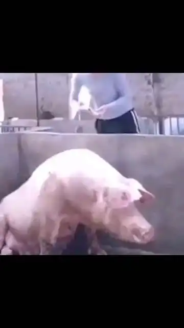 那些动物打针搞笑瞬间
