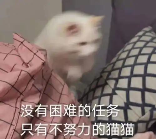 养猫人最大的困惑猫猫为什么非要在凌晨叫人起床
