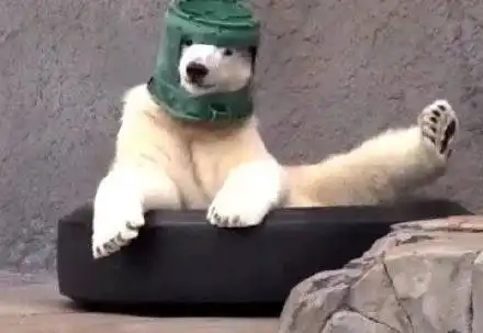 搞笑动图猫猫来,爪子举起来给大家比个心
