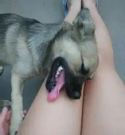 有趣的狗狗,猫猫和漂亮的妹子
