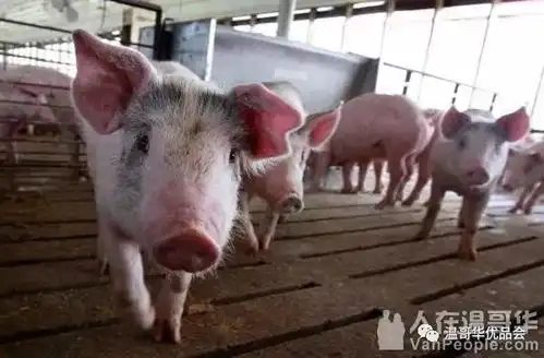 加拿大花费3100万大幅增加机场探测犬,目的为了...
