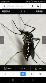 传播登革热的蚊子长什么样