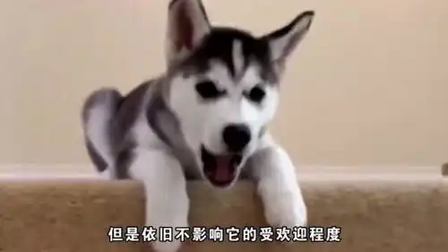 搞笑动物二哈追击海豹,海豹说起来你们可能不信,我在海里被狗欺负了
