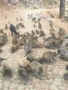 引猴入村搞旅游经营失败引发猴患
