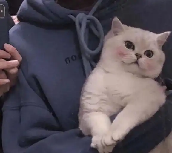 在外面碰到猫咪,想打招呼,却不把猫咪吓走,你可以试试这样做宠物流浪猫驯养动物网易订阅
