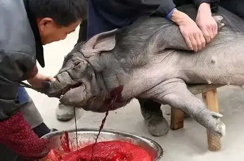 连队杀猪是最开心的事儿有残忍的杀猪,有搞笑的杀猪
