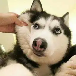 奉劝你一句,养哈士奇要谨慎二哈我又没有调皮
