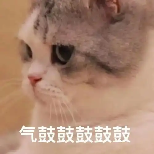 沙雕猫表情包

