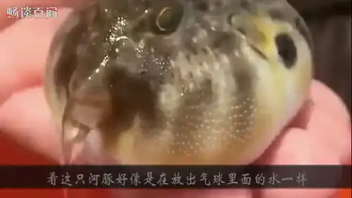 第一次看到河豚吃胡萝卜,吃到一半还打嗝了,镜头拍下搞笑画面