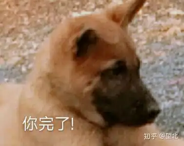 狗狗可爱表情包狗子