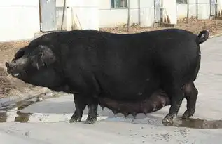 鲁莱黑猪养殖技术
