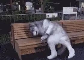 累成狗的幽默图片