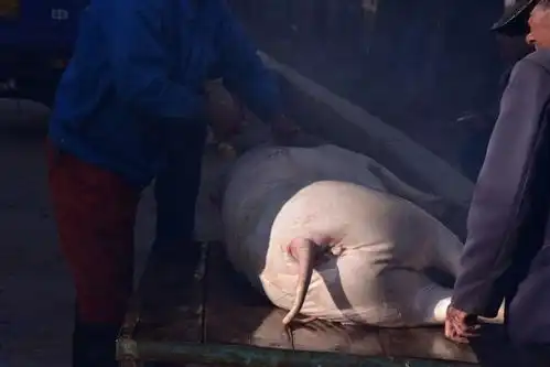 过年不搞杀猪饭上热搜,我却笑死在网友评论区里
