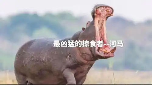 最凶猛的掠食者河马百科知识动物河马有趣冷知识

