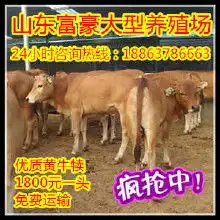 制药工业中药材植物提取物价格制药工业中药材植物提取物批发制药工业中药材植物提取物厂家制药工业中药材植物提取物大全
