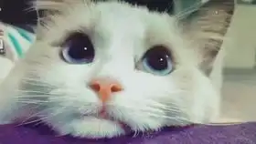 超可爱的小猫咪很可爱的动态猫咪,这样的小可爱你是不是也喜欢上了快去下载当做动态壁纸吧