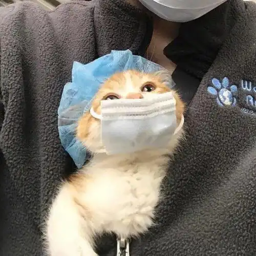 我的拖鞋长脚气,别人拖鞋却长奶猫
