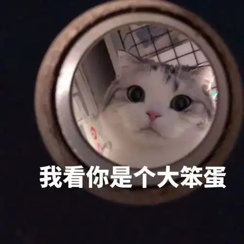 猫咪表情包合集每天都要看一眼我这贫穷的脸
