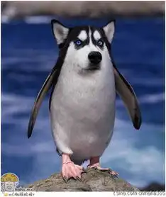 psde搞笑图片