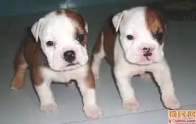 法国斗牛犬照片法国斗牛照片法斗照片200912821173311142.jpgf6543216
