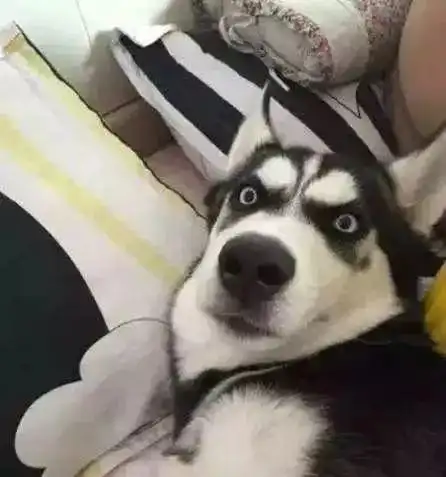 养狗狗小常识
