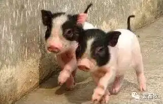 15张关于猪的爆笑图片,第一张我就没忍住
