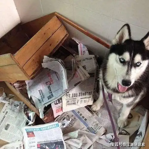 如果你的工作很忙,这五种狗养了一定会后悔,不要踩雷啦