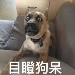 表情包搞笑带字狗
