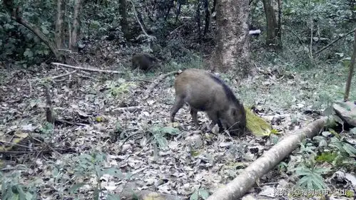高黎贡山和谐一景野猪白鹇共享晚餐
