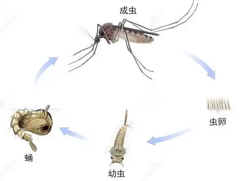 才知道蚊子的最大克星不是蚊香原来驱蚊很简单,整晚开窗都不怕