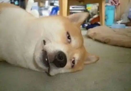 求这个柴犬表情包,要没有字的
