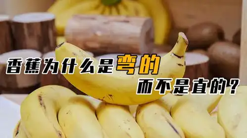 它竟还有弯直之分水果基本上都是圆形状,为何成熟香蕉是弯的
