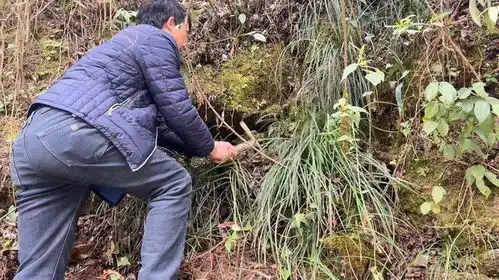 有多少人认识这是什么植物吗老郑带我去山上搞副业,挖草药

