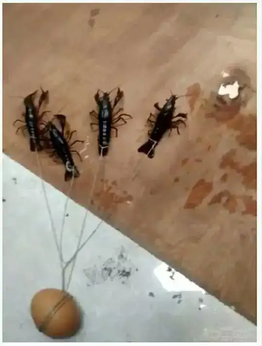 谁有虾扯蛋的图片

