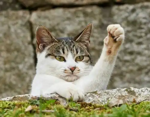 高冷猫咪竟然爱搞怪,妥妥的神经病
