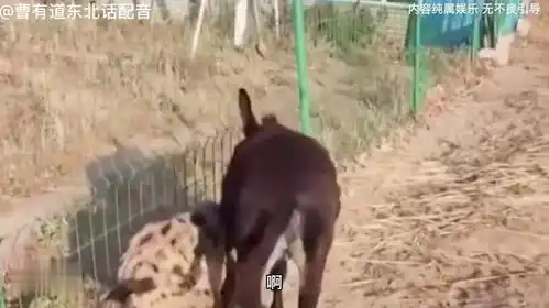 东北话搞笑配音狼和驴这马户有点飘了

