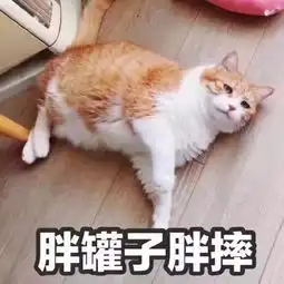 还是那只猫厉害
