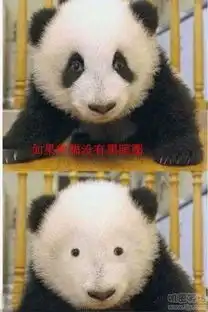 如果熊猫没有黑眼圈搞笑图片

