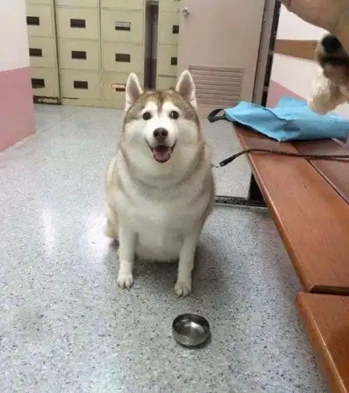 这么小的碗,怎么就吃这么胖了
