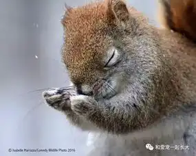 搞笑野生动物摄影赛,张张都是来搞笑的
